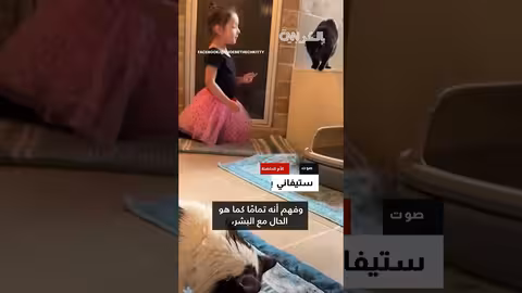 قط ب4 آذان وذيل ملتف معروض للتبني.. إقبال كبير
