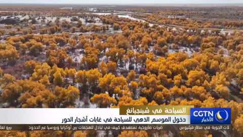 السياحة تزدهر في غابات الحور الذهبية بشينجيانغ الصينية