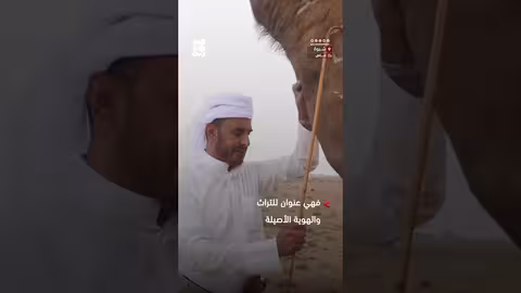 الإبل في شبوة: رمز للتراث والهوية اليمنية