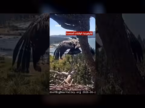 نسر أصلع صغير يُحلّق لأول مرة