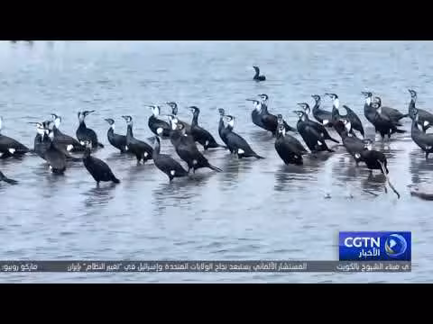 بحيرة بوستنغ تستقبل الطيور المهاجرة