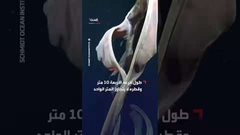 قنديل بحر شبحي عملاق قبالة سواحل الأرجنتين