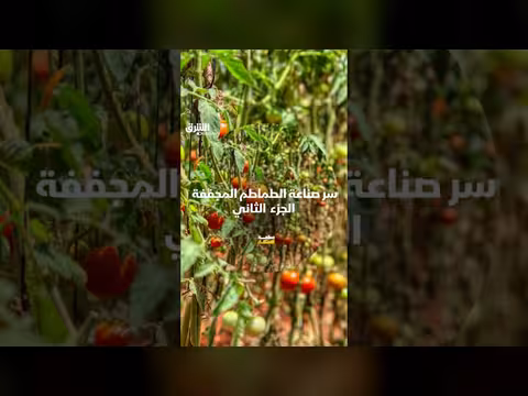 سر صناعة الطماطم المجففة
