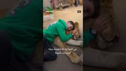 سيمبا، أسد غزة، يكافح من أجل البقاء وسط المجاعة