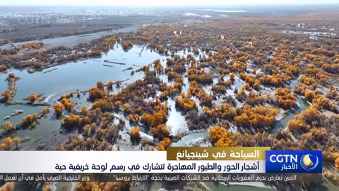 أشجار الحور والطيور المهاجرة تخلق لوحة خريفية