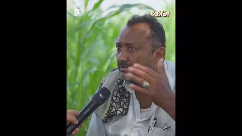 المورينجا.. شجرة المعجزة في حيس وعلاجها للأمراض