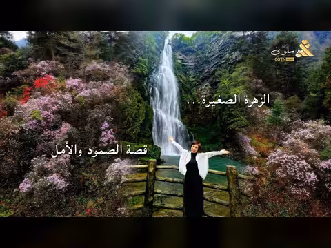 مهرجان أزهار الأزاليا في جينغقانغشان
