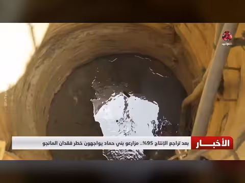 مزارعو بني حماد يواجهون خطر فقدان المانجو