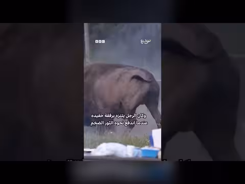 ثور هائج يطيح برجل في متنزه يلوستون