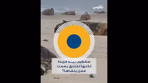 نفوق 350 دلفيناً في سقطرى يتسبب في نزوح مؤقت للسكان