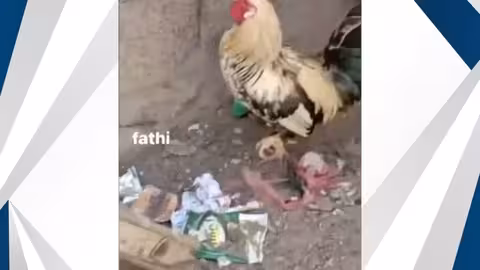 ديك يبيض في اليمن