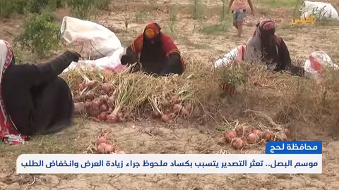 تعثر تصدير البصل يتسبب بكساد ملحوظ في لحج جراء زيادة العرض وانخفاض الطلب تقرير: سامح عبد الوهاب