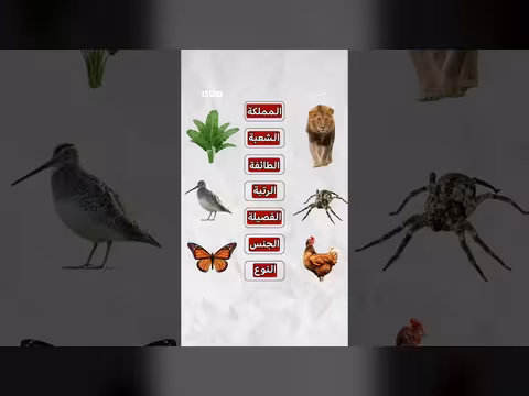 لماذا لا يعد الفطر نباتا؟