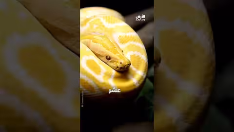 جزيرة الثعابين