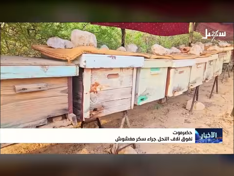 نفوق آلاف النحل في حضرموت بسبب السكر المغشوش