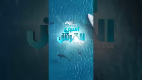 فريسة القرش الأبيض