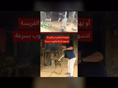 كوبرا تتقيأ ثعباناً بعد ابتلاعه