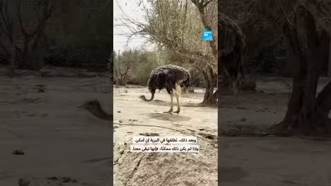 ملاذ للحيوانات البرية في المغرب: قصة حماية وإعادة تأهيل