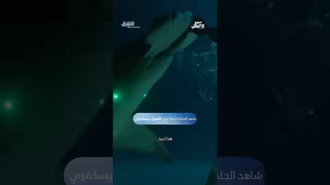 قياس فم قرش المطرقة