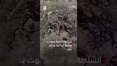 فيديوجراف: شجرة الغريب.. محاولات متأخرة للإنقاذ